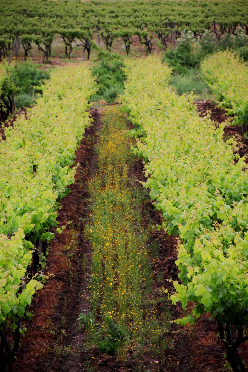Vinhedos no Vale do Maule, Chile