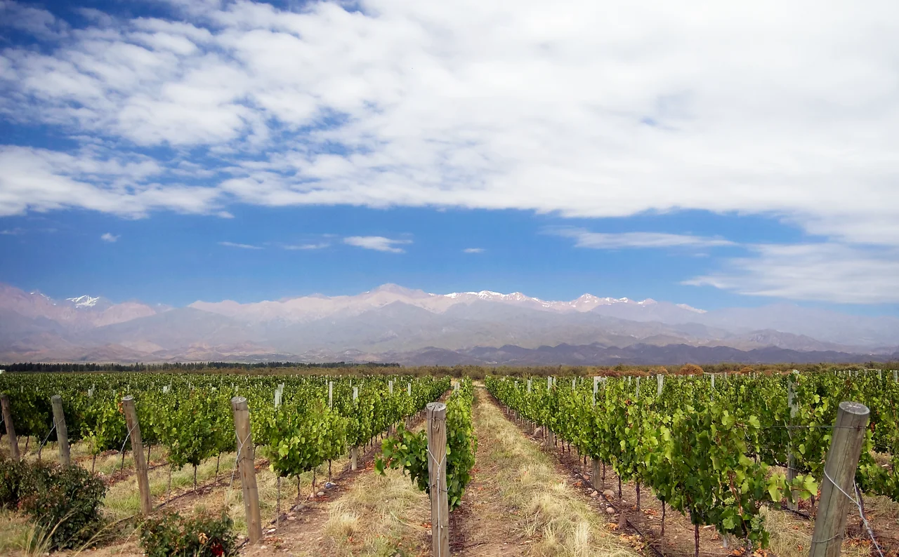 Paisagem de vinhedos em Mendoza, Argentina
